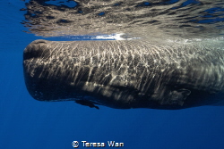 In the calm Mauritian sea, a mother sperm whale glides th... by Teresa Wan 